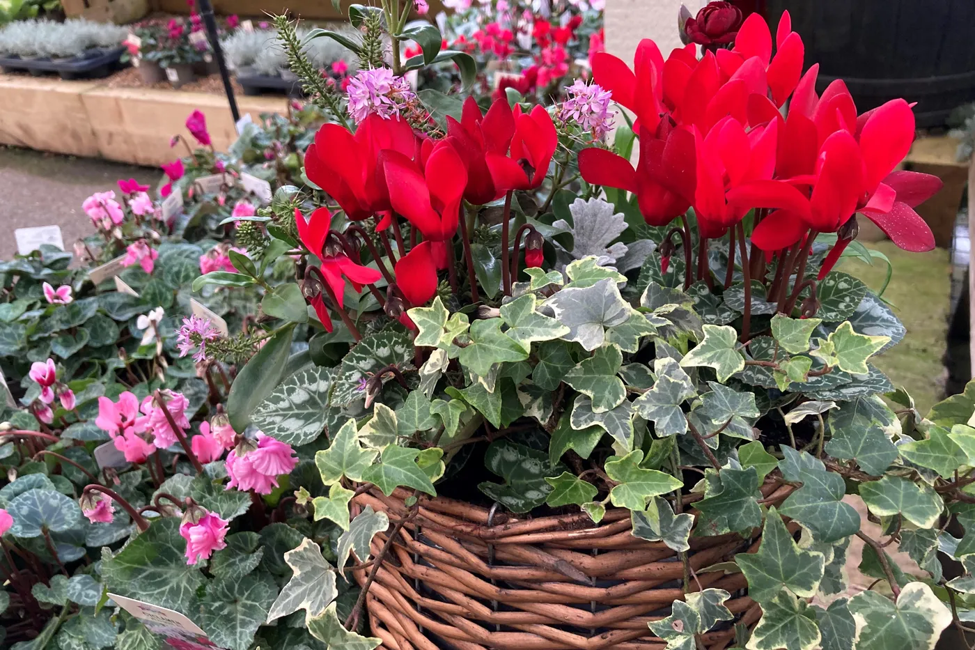 Create glorious winter pots to brighten up the darkest days | The  Independent