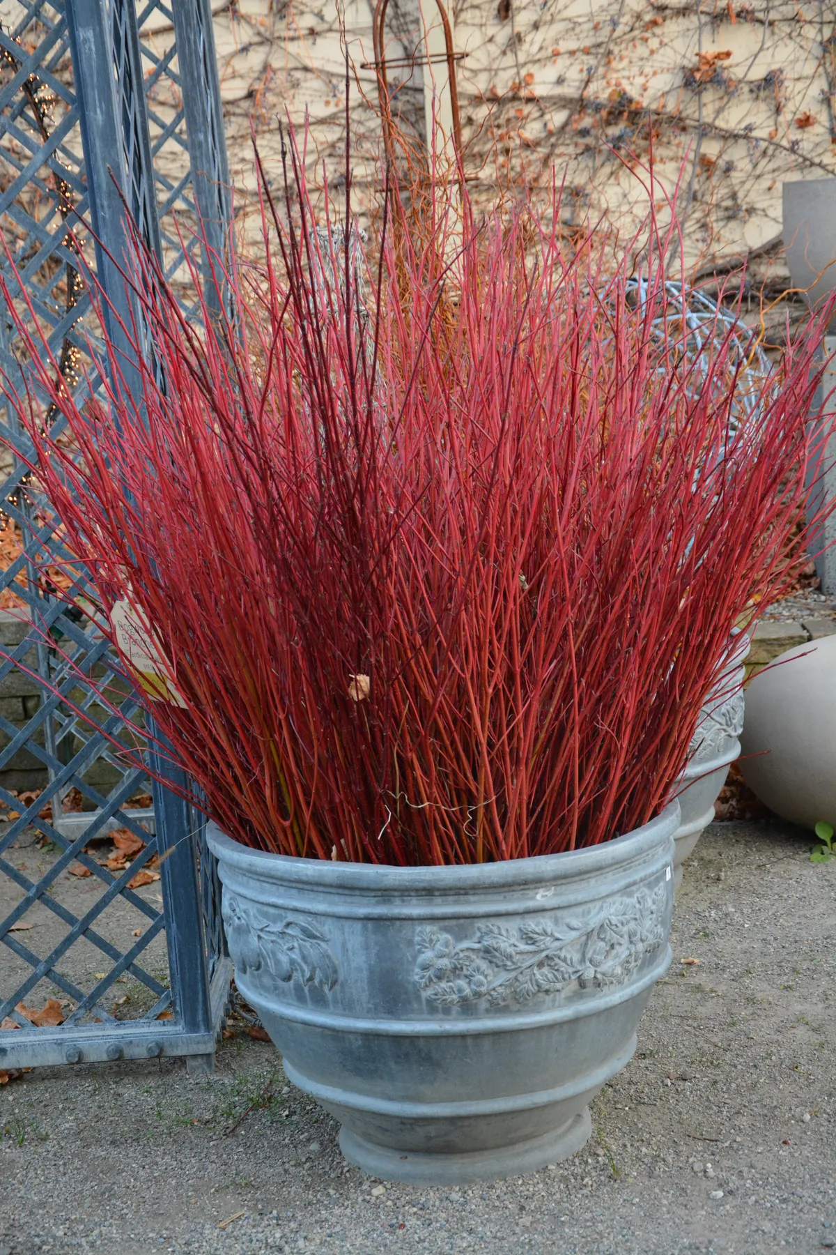 Cut Branches For Winter Pots | Deborah Silver & Co.