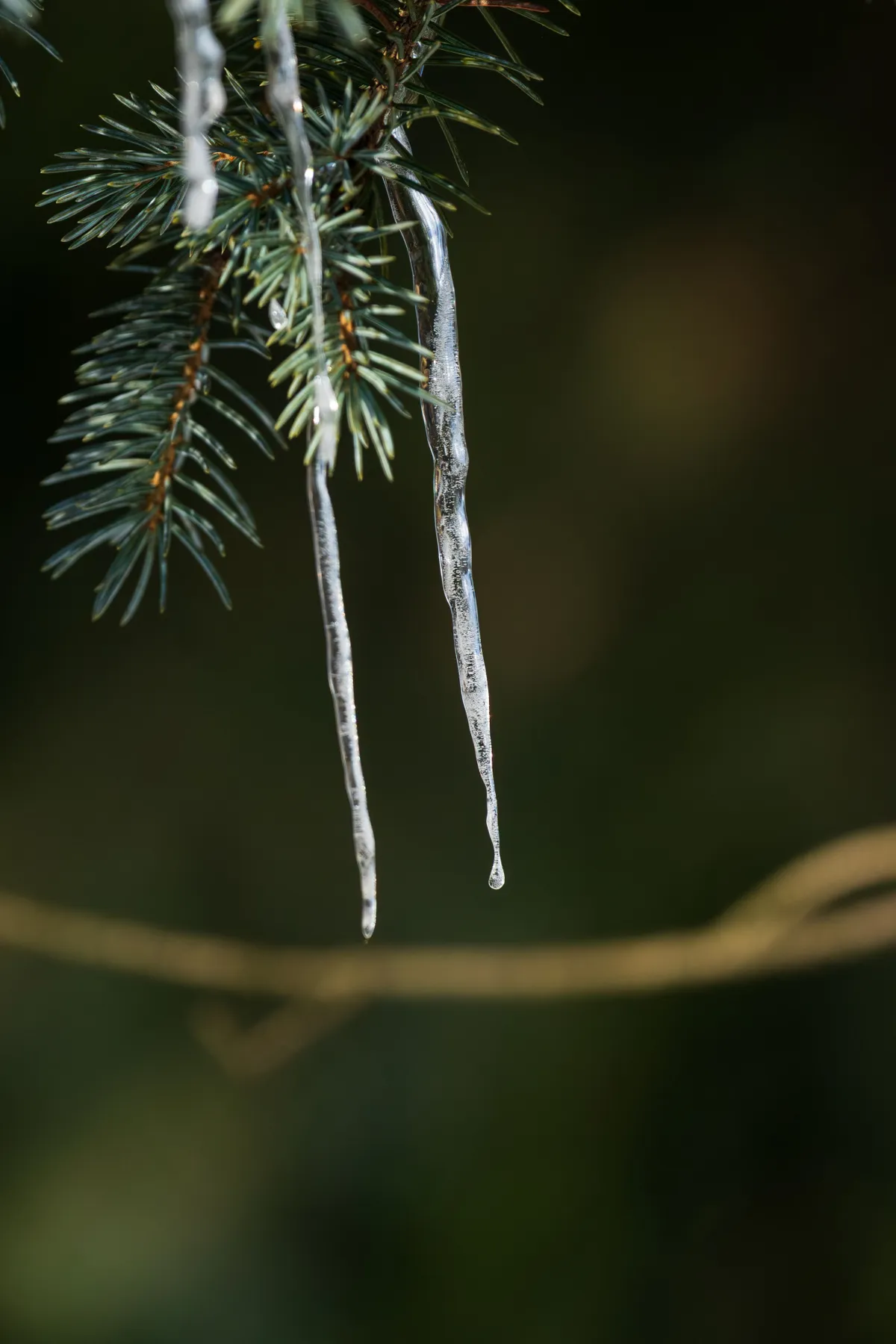 Detailed shot of icicles hanging from an evergreen tree branch, reflecting winter beauty.