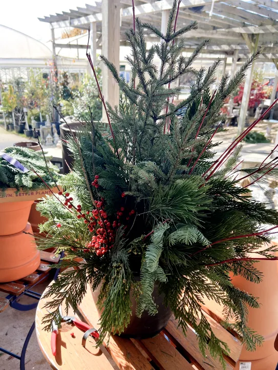 Festive Front Door Magic: How to Create a Holiday Porch Pot with Evergreens - Westwood Gardens