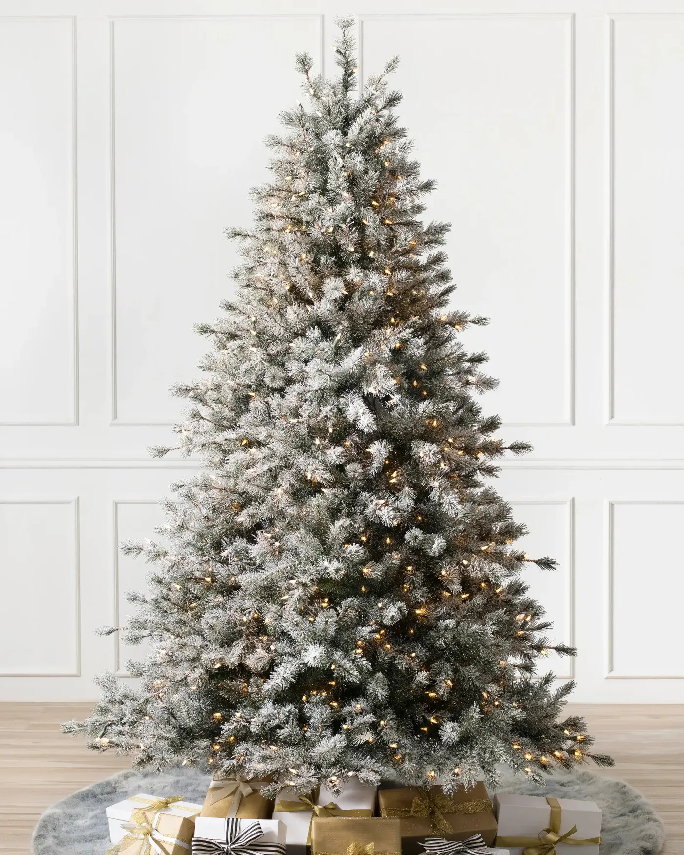 Frosted Sugar Pine® Tree - Grow Xmas Trees