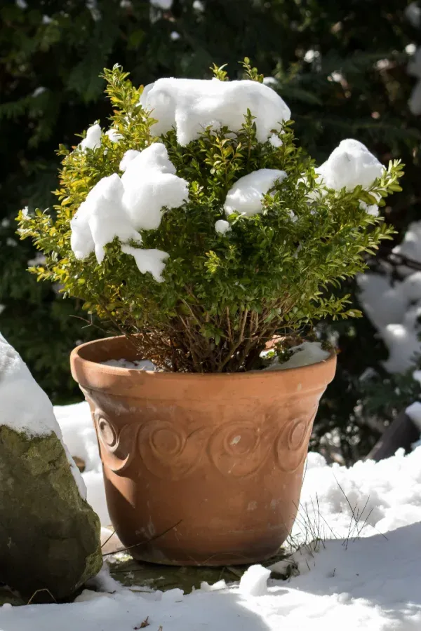 Growing Evergreens In Pots! 5 Great Varieties To Grow Year Round