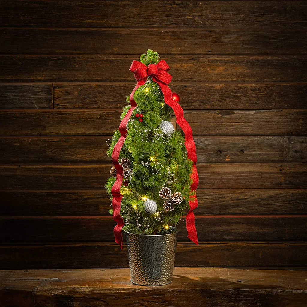 Holiday Magic: Mini Christmas Trees from Lynch Creek Farm