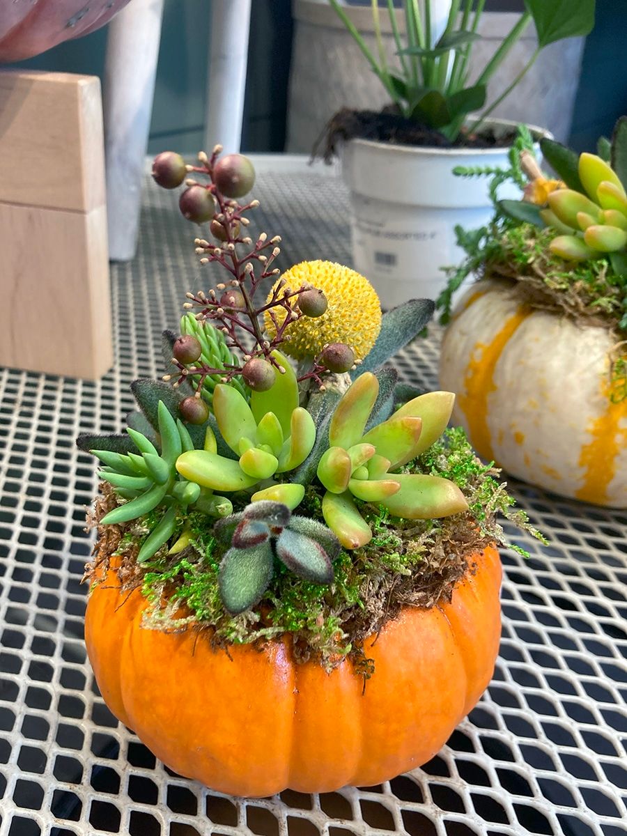 How to Create a DIY Succulent Pumpkin - 7 Dees