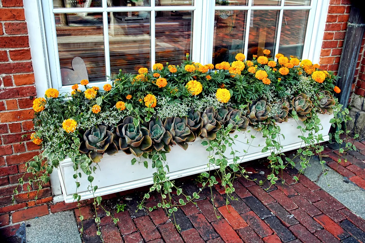 How to Have Beautiful Window Boxes | Tips & Advice