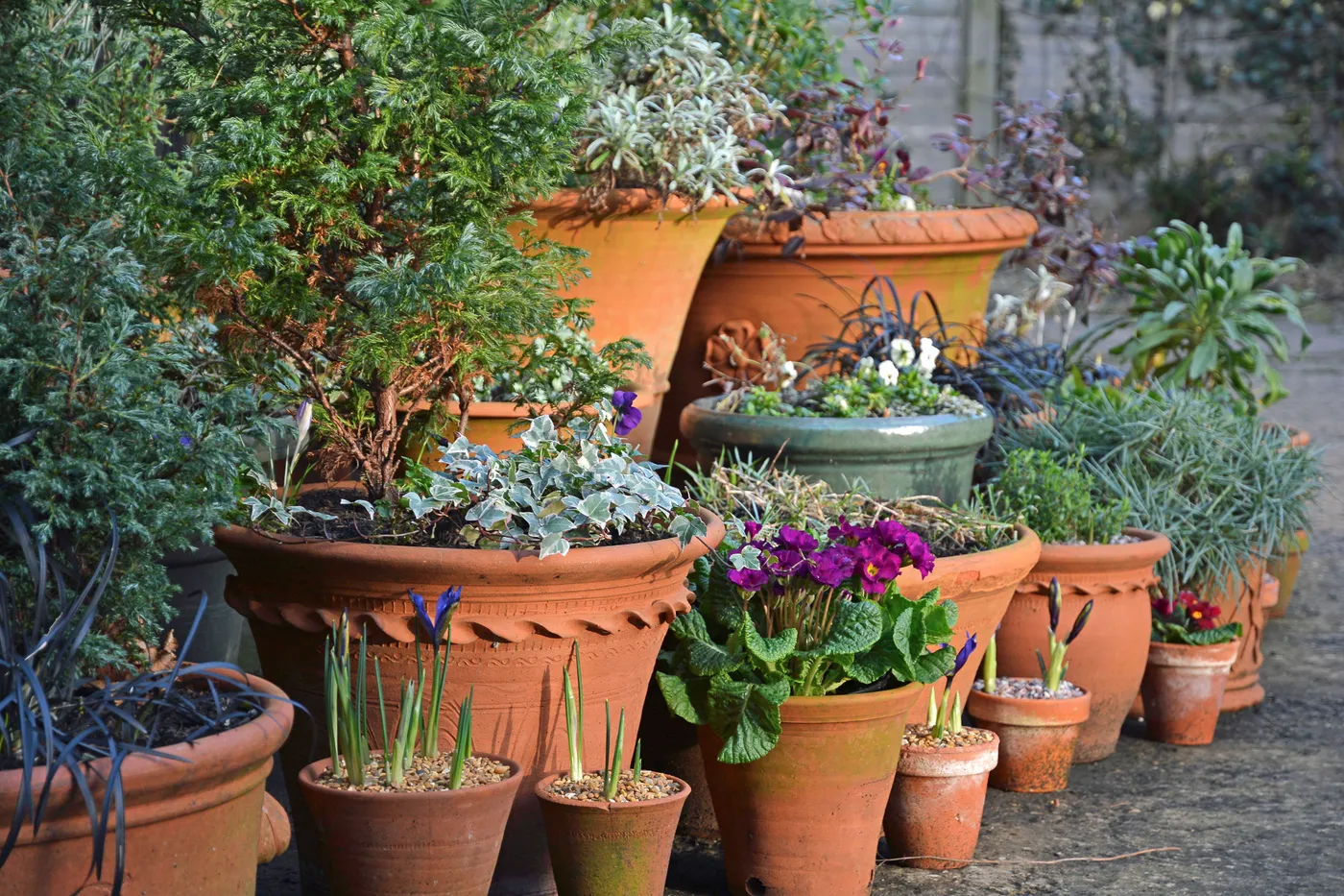 How to make your container displays last through winter | The Independent