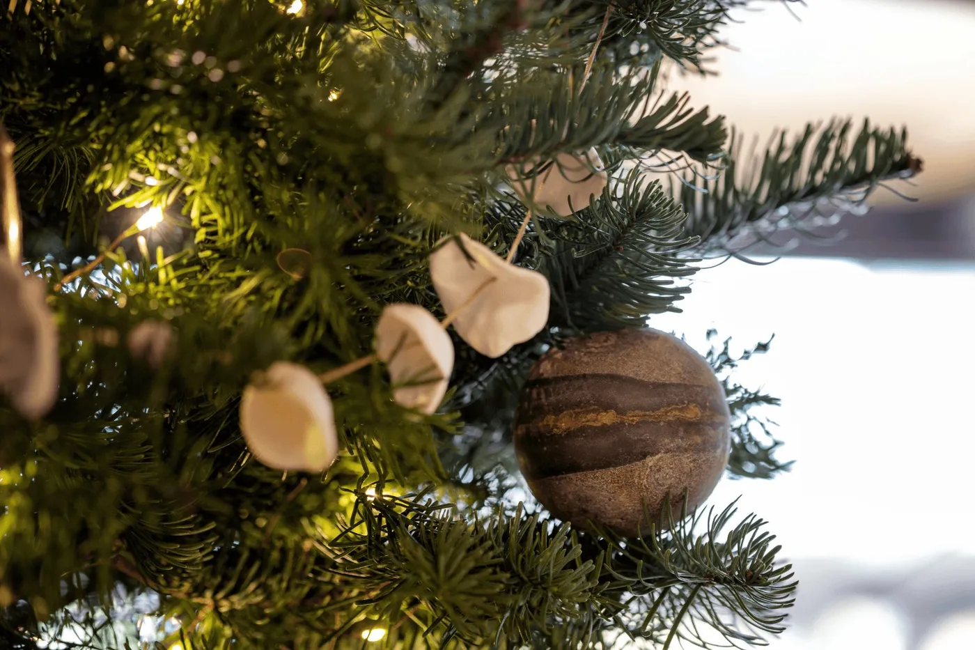 live christmas trees - Hunters Garden Centre & Flower Shop