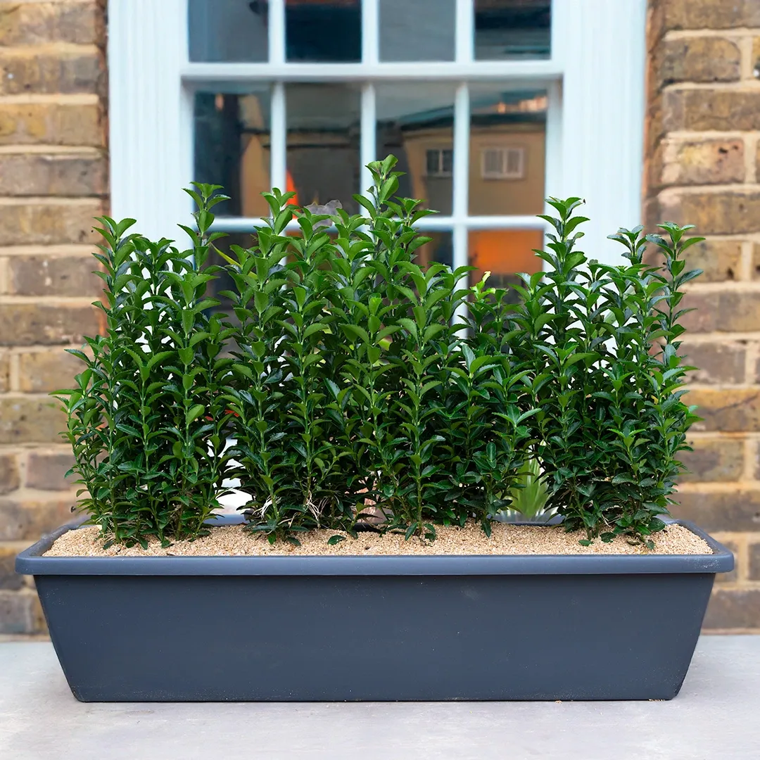 Mayfair Evergreen Screen Window Box (50cm) - The Boma Garden Centre