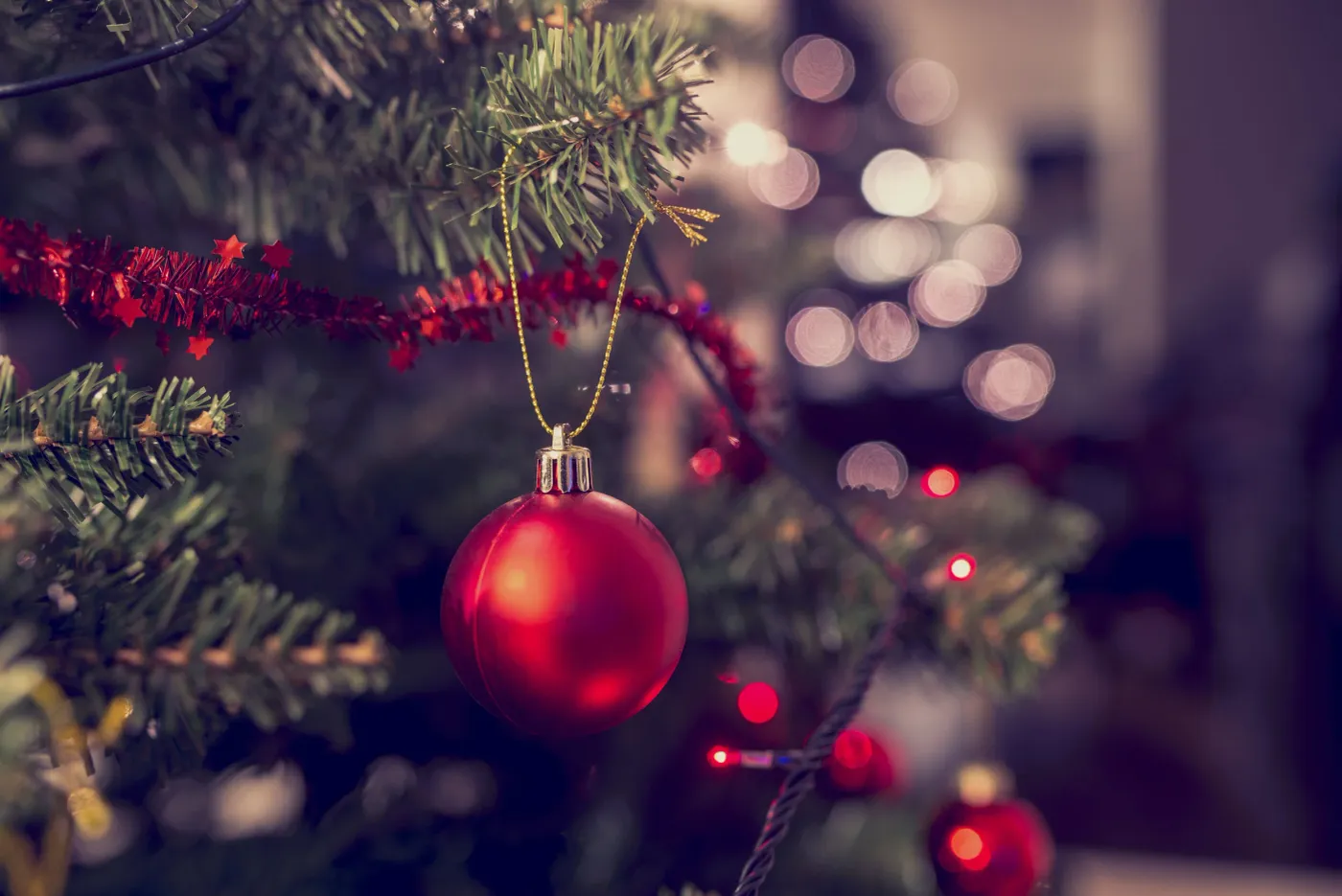Paul Haley Christmas Trees