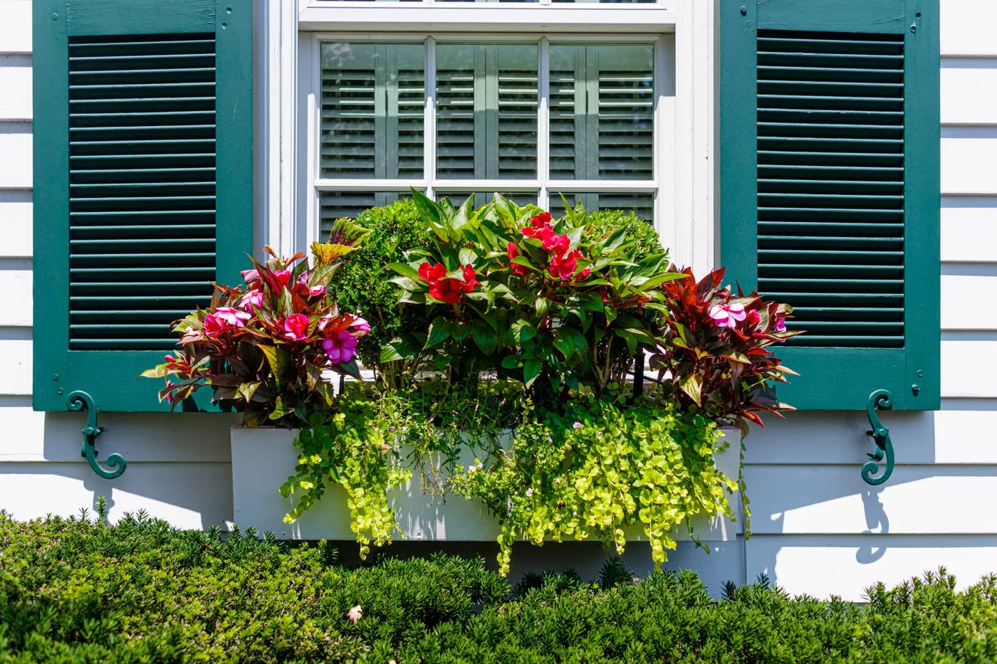 Refresh Your Planters With These 8 Best Trailing Plants - Dengarden