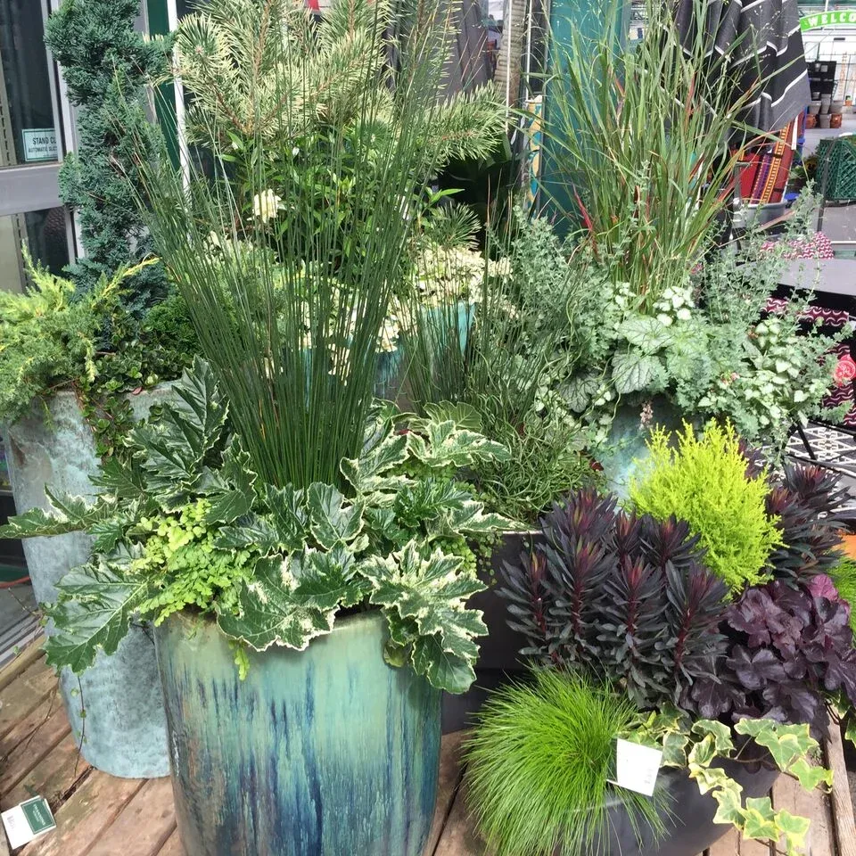 Refreshing Your Containers for Fall — Seattle's Favorite Garden Store Since  1924 - Swansons Nursery
