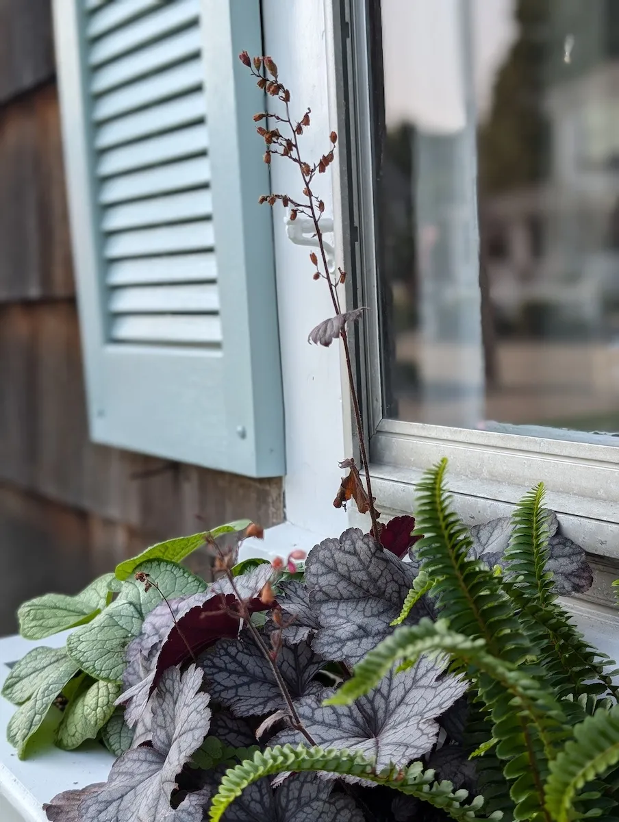 Shade Loving Perennials for Window Boxes - Finding Silver Pennies
