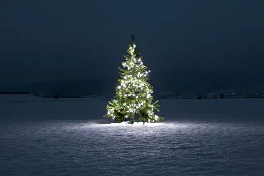 Spruce Up The Outside Of The Office Building With A Christmas Tree