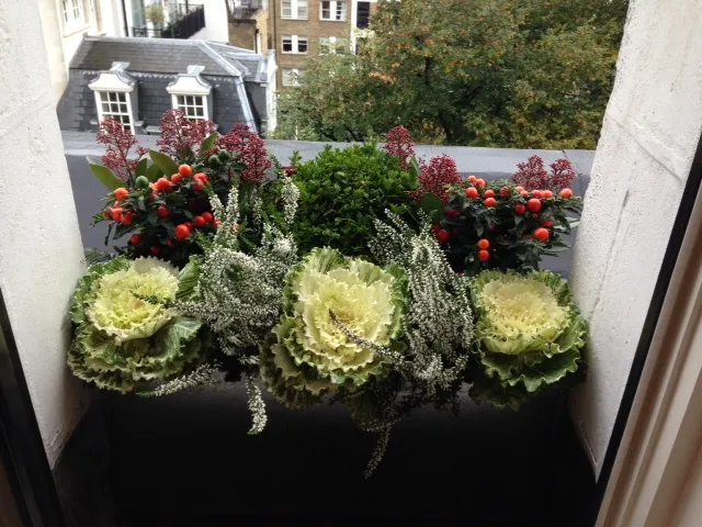 Still time to plant winter window boxes