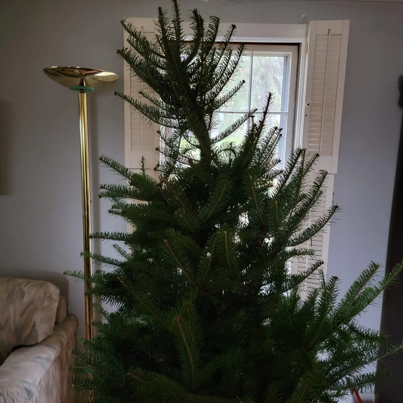 The Real Grinch Tree – Gardendaze