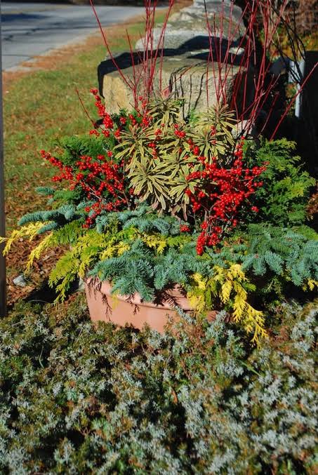 Thoughts on Winter Containers | Garden Foreplay