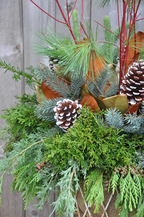 Three Dogs in a Garden: A Little Twist on a Holiday Planter