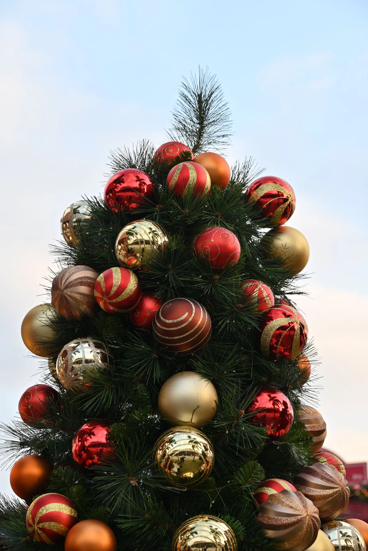 Vibrant Christmas tree adorned with red and gold ornaments against a clear sky.