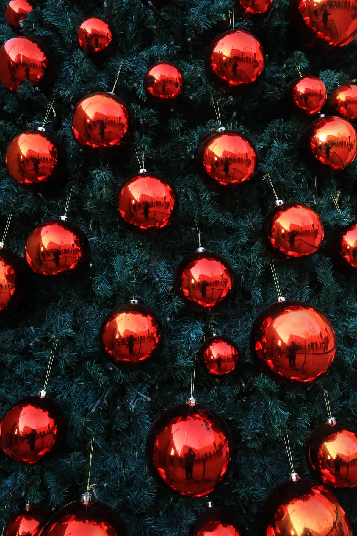 Vibrant red baubles adorning a lush evergreen tree, perfect for holiday celebrations.