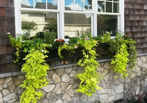 Window Box Combinations - Thrillers, Fillers, and Spillers