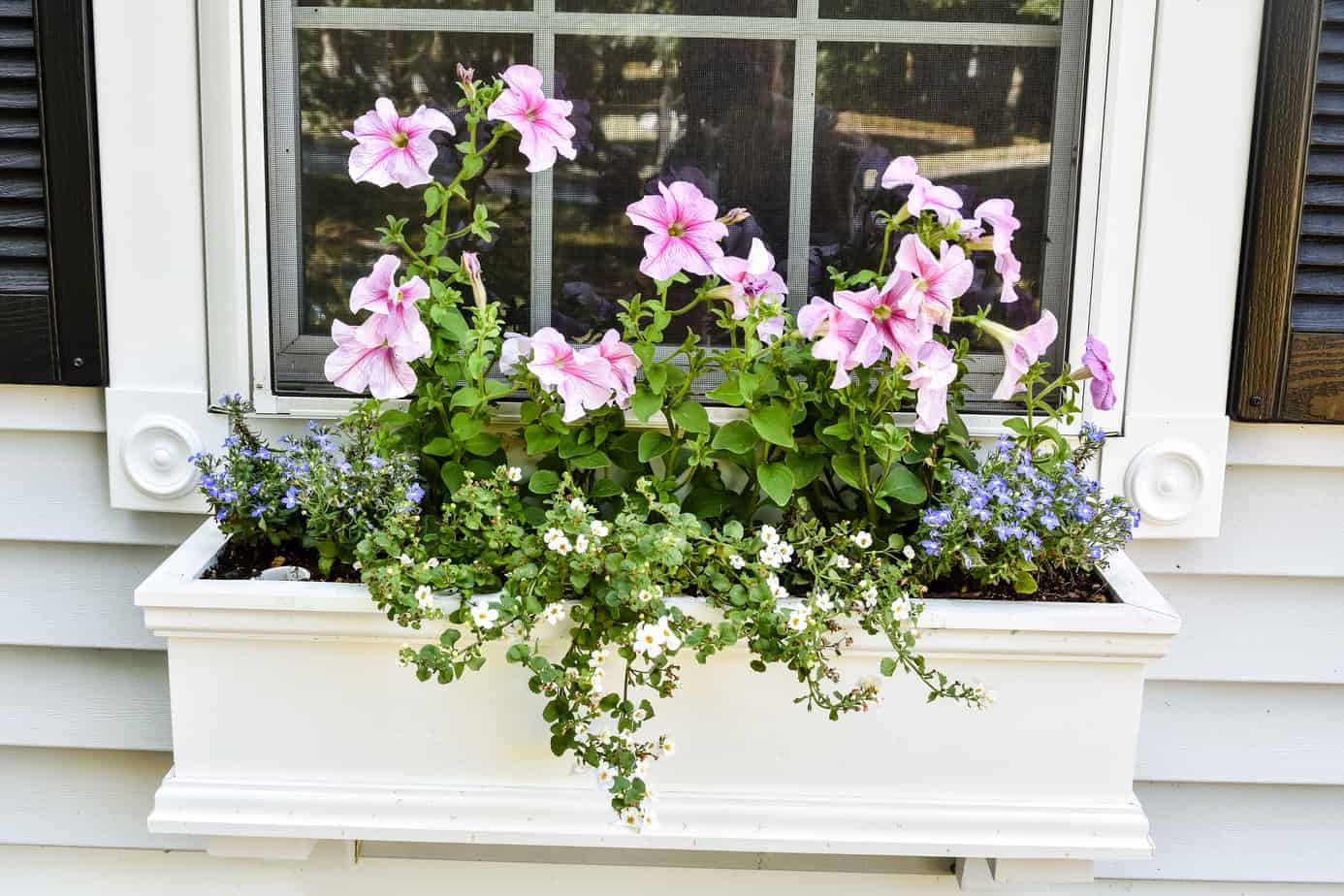 Window Box Flowers Tips and Tricks - Zucchini Sisters