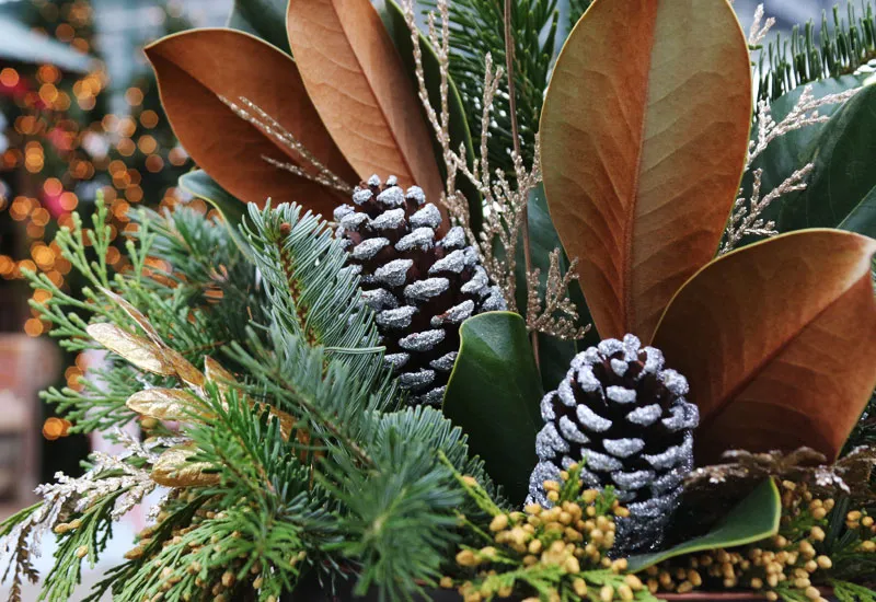 Winter Container Favorites to Mix & Match - Sky Nursery
